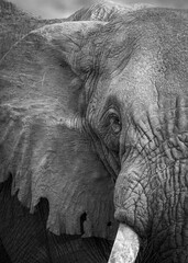 Close up of an elephant's face and ear in black and white, showing wrinkles and a tattered ear in a...