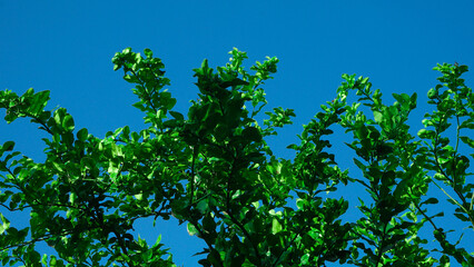 Kaffir lime trees and their thick, lush leaves against the clear sky in summer