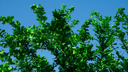 Obraz premium Kaffir lime trees and their thick, lush leaves against the clear sky in summer
