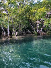 Tropical Island Mangroves in Costa Rica, Florida, Maldives Blue Turquoise water