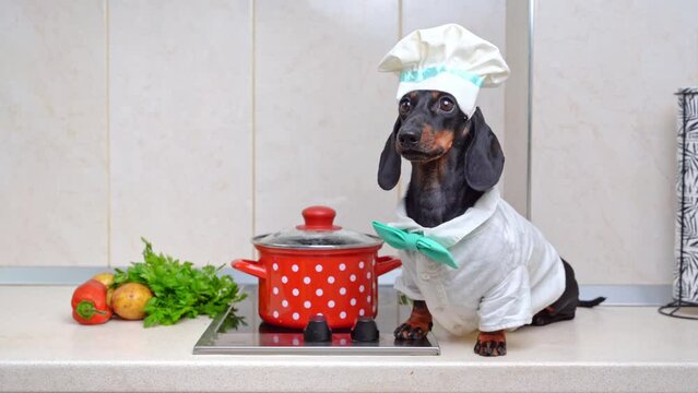 Dachshund dressed as a chef with a white hat and apron, standing by a polka-dotted pot and fresh vegetables on a kitchen hob and barks