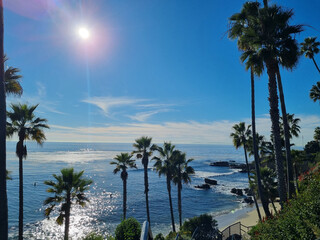 Fototapeta premium palm tree on the beach