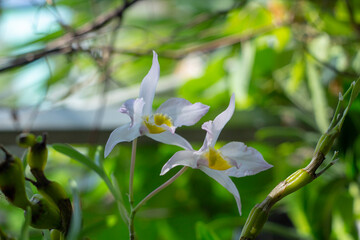 Obraz premium These orchids look like queens in the sun Close-up of flowers blooming outdoors, Cropped hand holding white orchid, Close-up of plant in vase,