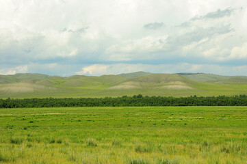 A narrow strip of dense forest crossing a huge steppe at the foot of a ridge of high hills on a sunny summer day.