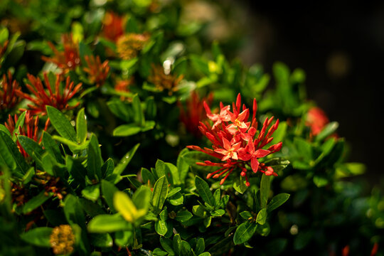 I have memories of warm afternoons and carefree laughters in the garden,High angle view of plant growing outdoors,Green Ixora leaf background.