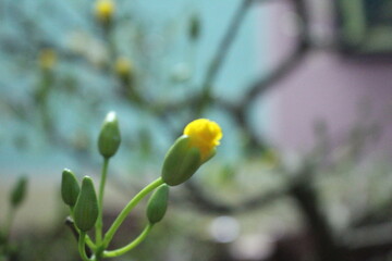 Blossom yellow flowers of peach with drops of vietnam.colorful flowers and leaves, big-petaled roses, small-petal flowers, oval-shaped petals, green leaves of various sizes larger than a hand