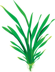 plant isolated on white