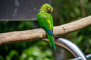 Periquito-rei (Eupsittula aurea)	
