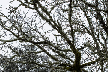 Low angle view of frozen oak tree branches and oak moss with a coating of ice after winter storm and freezing rain in the Pacific Northwest.