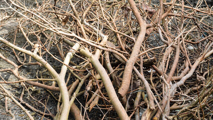 Photo of dry twigs that have separated from their leaves