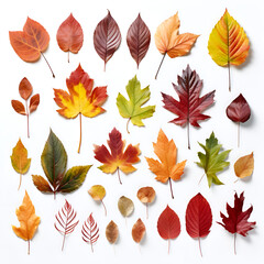 Obraz premium autumn leaves collection