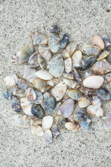 Small mussels are sea animals with shells on the beach sand