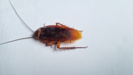 Cockroach on textured white background. Dead cockroach isolated background. Cockroaches are...
