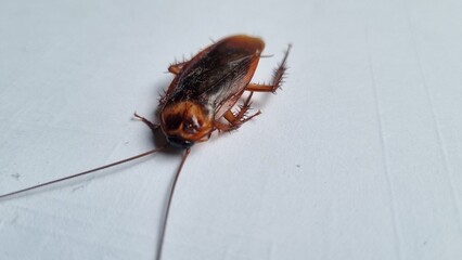 Cockroach on textured white background. Dead cockroach isolated background. Cockroaches are disgusting insect. Cockroaches are carrier of pathogens and germs that cause various diseases.