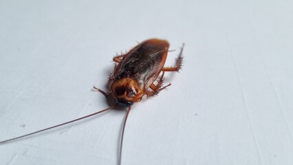 Cockroach on textured white background. Dead cockroach isolated background. Cockroaches are disgusting insect. Cockroaches are carrier of pathogens and germs that cause various diseases.