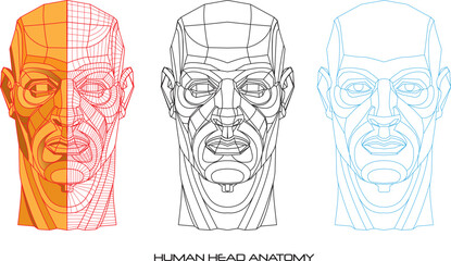 Anatomy head how to low poly outline, color for men
