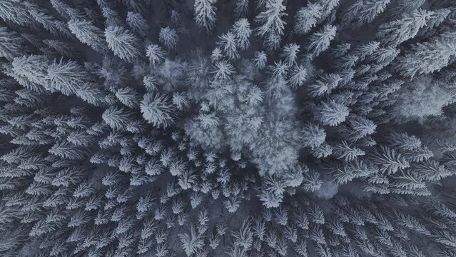 View down, snow-covered icy fir trees and limestone cot, drone shot, Belchenflueh, Haegendorf, Solothurn, Switzerland, Europe