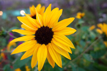 Hong Kong, China - January 14 2024: Yellow Common Sunflower in Shing Mun Valley Park in Tai Wo Hau, Hong Kong.