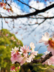 冬桜のクローズアップ