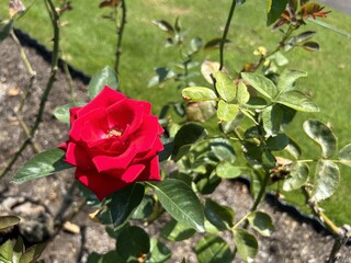 深紅のバラのクローズアップ