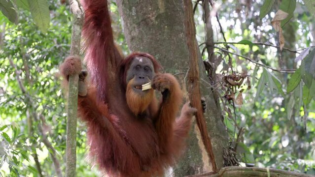 a young male orangutan hangs onto a liana while eating a plant stem in the rainforest of gunung leuser national park on sumatra, indonesia