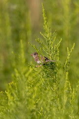 Juvenile House Finch resting on a branch in a wild field.