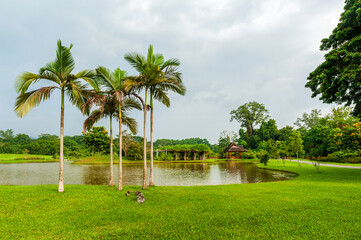 Xishuangbanna Tropical Botanical Garden, Chinese Academy of Sciences, Xishuangbanna Dai Autonomous Prefecture, Yunnan Province, China.