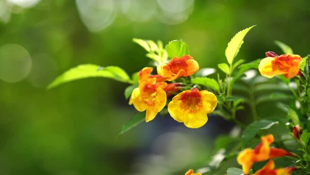 Trumpetbush, Tecoma stans a orange flower popularly planted to decorate the house, flowering into a bouquet of flowers.