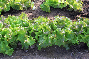 リーフレタス
