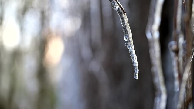 Snow melting on buds on branches of winter trees. Closeup of water drops from melting snow over blurred trees background. Nature winter or spring concept. 4k super slow motion 120 fps raw video