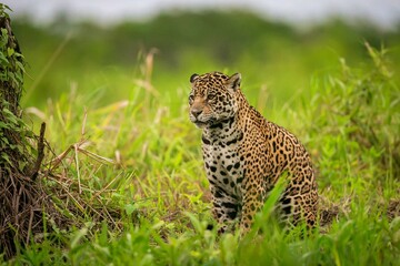 Naklejka na ściany i meble Endangered American Jaguar Nature Habitat Panthera Onca Wild Brasil Brasilian Wildlife