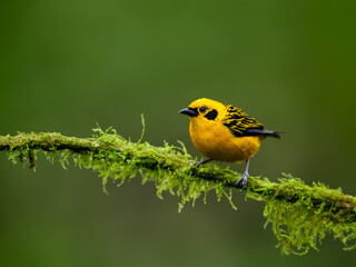 Golden Tanager on mossy stick on green background