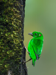 Glistening-green Tanager on  tree trunk
