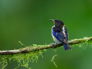 Golden-collared Honeycreeper on mossy stick on green background