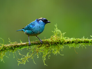 Golden-naped Tanager on mossy stick on green background