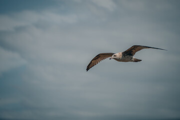Gaviota volando con alas abiertas sobre el cielo