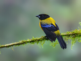 Blue-winged Mountain Tanager on mossy stick on green background