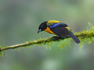 Blue-winged Mountain Tanager on mossy stick on green background