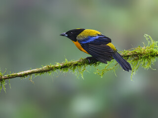 Blue-winged Mountain Tanager on mossy stick on green background