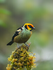 Flame-faced Tanager on mossy  stick against green background