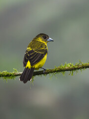Female Lemon-rumped Tanager on mossy tree branch