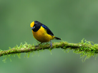 Orange-bellied Euphonia on mossy stick on green background