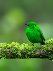 Glistening-green Tanager on mossy tree branch
