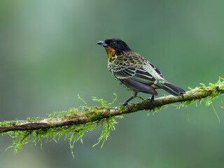Rufous-throated Tanager on mossy  stick against green background