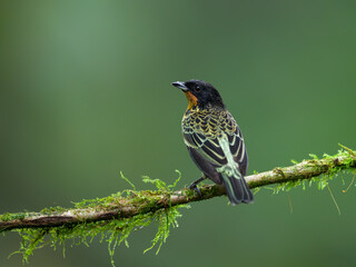 Rufous-throated Tanager on mossy  stick against green background