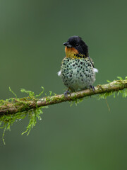 Rufous-throated Tanager on mossy  stick against green background