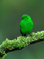 Glistening-green Tanager on mossy tree branch