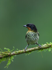 Rufous-throated Tanager on mossy  stick against green background