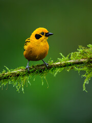 Golden Tanager on mossy stick on green background