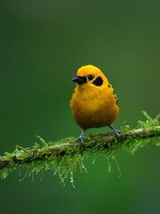 Golden Tanager on mossy stick on green background